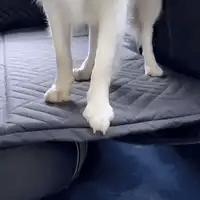 Protector Impermeable de Asientos para Mascotas | PetShield™
